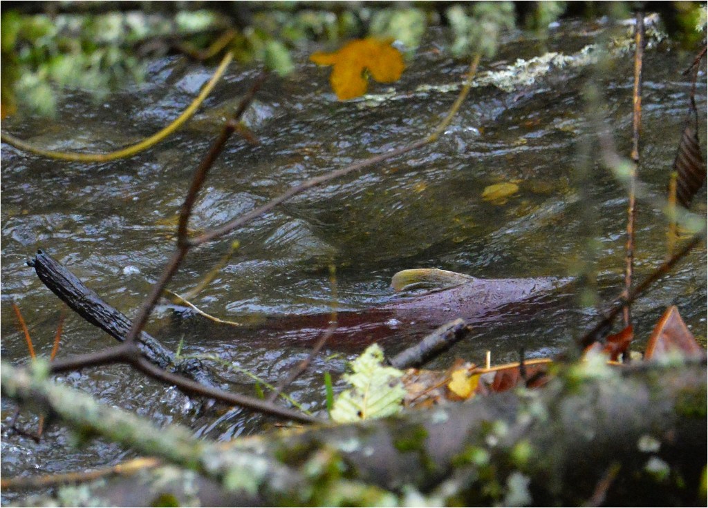 Coho Salmon Spawning in Hill Creek at Northern State Recreation Area in Sedro-Woolley, WA November 2021
